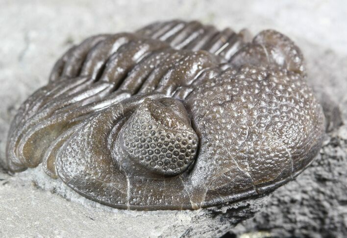 Wide, Partial Eldredgeops Trilobite - Ohio #55459